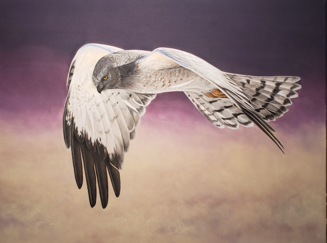Gray Ghost, Northern Harrier 12x16 $1100 at Hunter Wolff Gallery